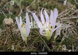Attēlu rezultāti vaicājumam “Colchicum szovitsii subsp. szovitsii flower”