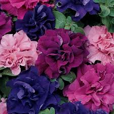 Image result for Petunia