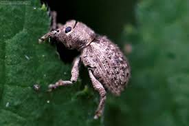 Attēlu rezultāti vaicājumam “Sitona sp.”