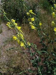 Attēlu rezultāti vaicājumam “Linaria loeselii bud”