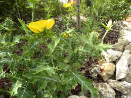 Attēlu rezultāti vaicājumam “Papaver argemone leaf”