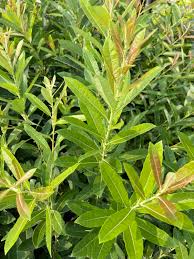 Attēlu rezultāti vaicājumam “Salix”