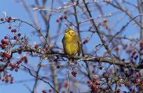 Image result for Emberiza aureola