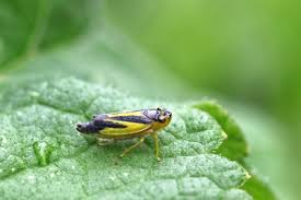 Attēlu rezultāti vaicājumam “Cicadellidae”