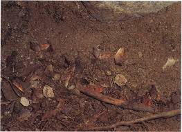 Attēlu rezultāti vaicājumam “Agonopterix hypericella imago”