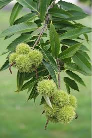 Attēlu rezultāti vaicājumam “Castanea sativa”