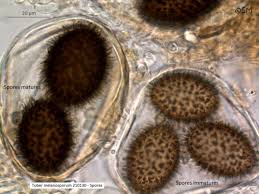 Attēlu rezultāti vaicājumam “Badhamia melanospora spores”