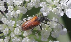 Attēlu rezultāti vaicājumam “Pseudovadonia livida”