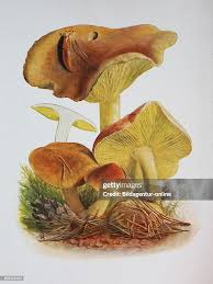 Attēlu rezultāti vaicājumam “Tricholoma flavovirens”