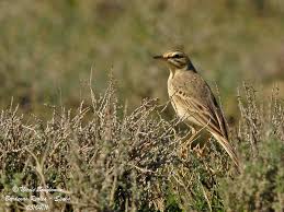 Image result for Anthus campestris