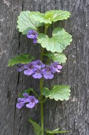 Attēlu rezultāti vaicājumam “Glechoma hederacea flower”