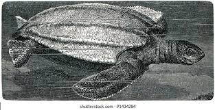 Image result for Dermochelys coriacea