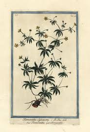 Image result for Potentilla tormentilla