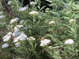 Attēlu rezultāti vaicājumam “Achillea millefolium”