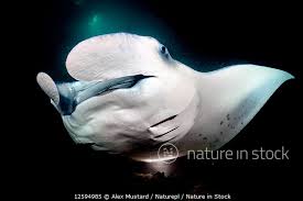 Image result for Mobula alfredi