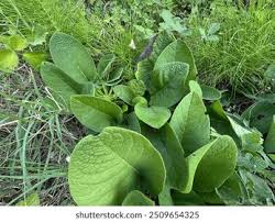 Attēlu rezultāti vaicājumam “Verbascum nigrum leaf”