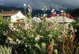 Image result for Lavatera thuringiaca