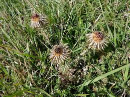 Attēlu rezultāti vaicājumam “Carlina vulgaris”