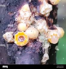 Attēlu rezultāti vaicājumam “Sphaerobolus stellatus”