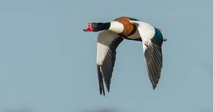 Attēlu rezultāti vaicājumam “Tadorna tadorna male”