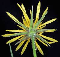 Attēlu rezultāti vaicājumam “Tragopogon pratensis subsp. pratensis leaf”