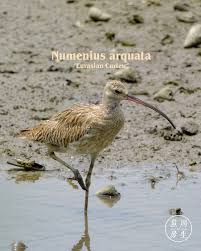 Attēlu rezultāti vaicājumam “Numenius arquata”