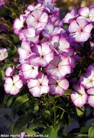 Image result for Phlox paniculata `Sweet Summer`