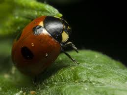 Attēlu rezultāti vaicājumam “Coccinella quinquepunctata”