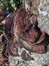 Attēlu rezultāti vaicājumam “Enteridium liceoides sessile”