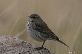 Image result for Anthus spinoletta