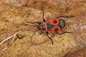 Attēlu rezultāti vaicājumam “Pyrrhocoris apterus imago”
