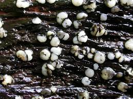 Attēlu rezultāti vaicājumam “Vibrissea decolorans”