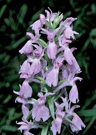 Attēlu rezultāti vaicājumam “Dactylorhiza maculata flower”