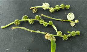 Attēlu rezultāti vaicājumam “Urticaceae”