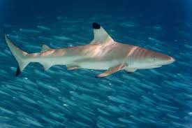 Image result for Carcharhinus melanopterus