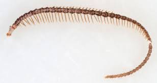 Attēlu rezultāti vaicājumam “Pennithera firmata”