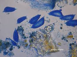 Attēlu rezultāti vaicājumam “Phlyctis agelaea”