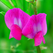Attēlu rezultāti vaicājumam “Vicia sativa flower”