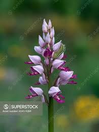 Attēlu rezultāti vaicājumam “Orchis militaris”
