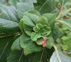 Attēlu rezultāti vaicājumam “Rabdophaga heterobia”