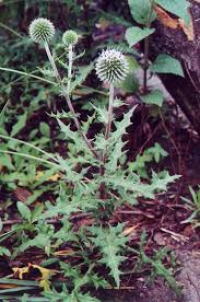 Image result for Echinops spaerocephalus