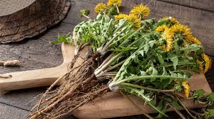 Image result for diente de leon