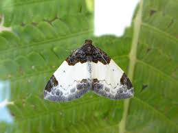 Attēlu rezultāti vaicājumam “Mesoleuca albicillata”