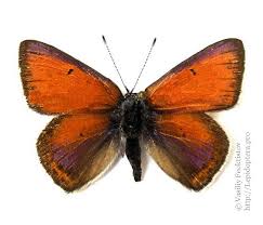 Attēlu rezultāti vaicājumam “Lycaena hippothoe female”