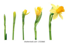 Attēlu rezultāti vaicājumam “Narcissus bud”