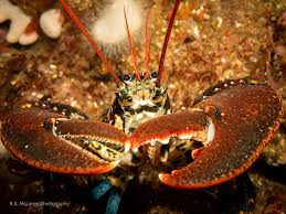 Image result for Homarus gammarus