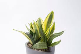 「扭蘭」的圖片搜尋結果