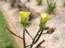 Attēlu rezultāti vaicājumam “Diplotaxis muralis flower”
