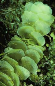 Attēlu rezultāti vaicājumam “Calypogeia neesiana”