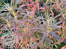 Attēlu rezultāti vaicājumam “Lycogala roseosporum sessile”